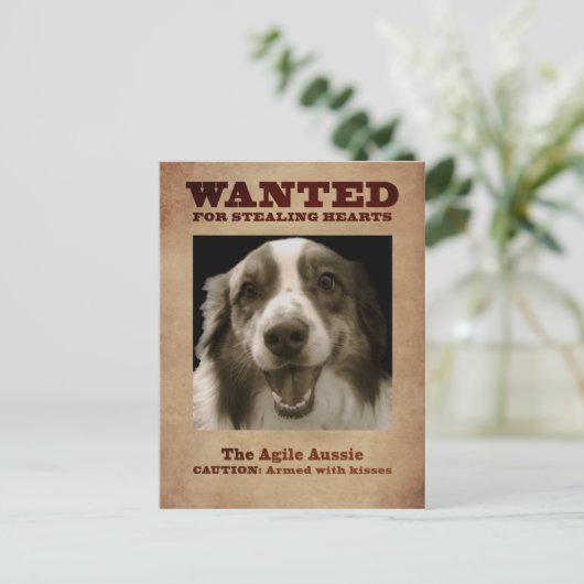 Carte Postale Agile Aussie (Debout devant)