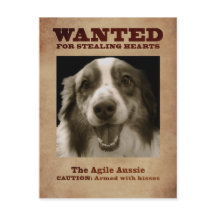 Agile Aussie