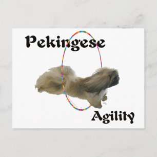 Carte Postale Agilité du Pékinois