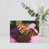 Carte Postale Aglais urticae (Debout devant)