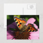 Carte Postale Aglais urticae (Devant / Derrière)