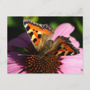 Carte Postale Aglais urticae