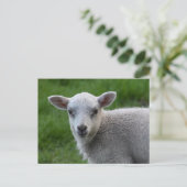 Carte Postale Agneau (Debout devant)