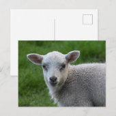 Carte Postale Agneau (Devant / Derrière)