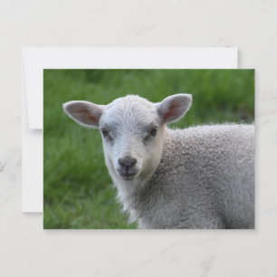 Carte Postale Agneau