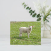 Carte Postale Agneau (Debout devant)