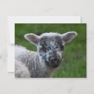 Carte Postale Agneau