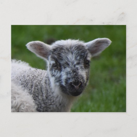 Carte Postale Agneau (Devant)