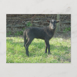Carte Postale Agneau 2012 - Ladymermaid