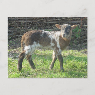 Carte Postale Agneau 2012 : SusannaDuffy