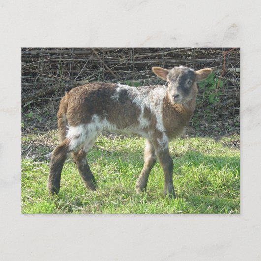 Carte Postale Agneau 2012 : SusannaDuffy (Devant)