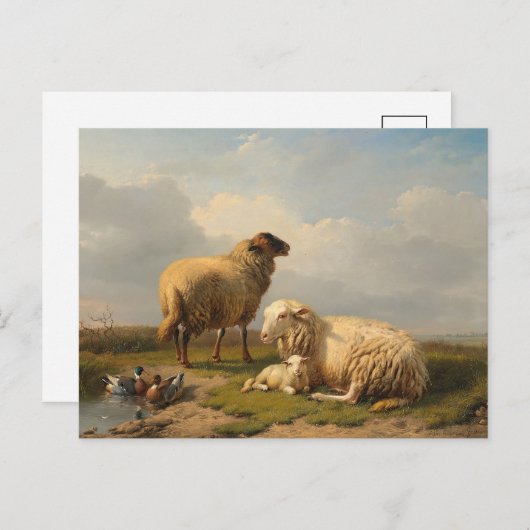 Carte Postale Agneau à mouton et canards | Eugène Joseph Verboec (Devant / Derrière)