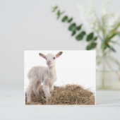 Carte Postale agneau blanc (Debout devant)