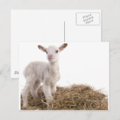 Carte Postale agneau blanc (Devant / Derrière)