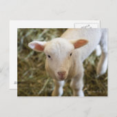 Carte Postale Agneau de bébé (Devant / Derrière)
