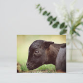 Carte Postale Agneau du Cameroun (Debout devant)