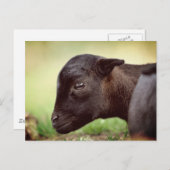 Carte Postale Agneau du Cameroun (Devant / Derrière)