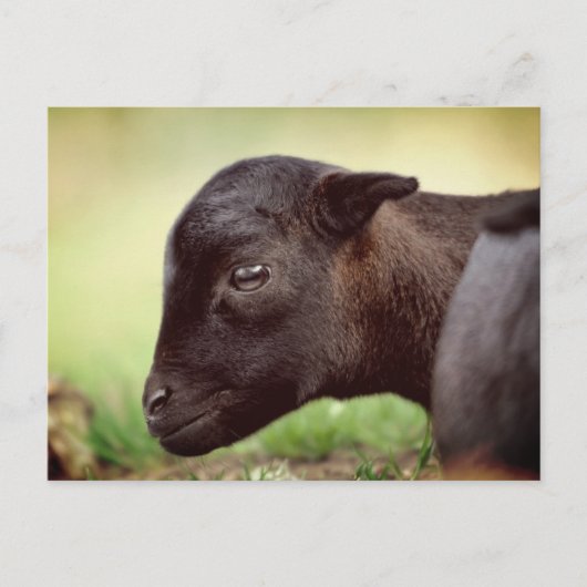 Carte Postale Agneau du Cameroun (Devant)