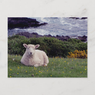 Carte Postale Agneau Du Devon Sud Reposé Sur La Côte Éloignée Sa