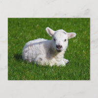 Agneau mignon nouveau-né sur l'herbe verte