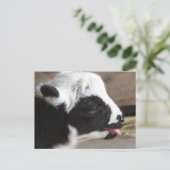 Carte Postale Agneau nouveau-né (Debout devant)