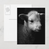 Carte Postale Agneau nouveau-né (Devant / Derrière)