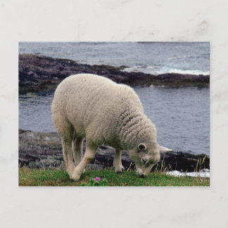 Carte Postale agneau sur la côte sauvage éloignée du sud du Devo