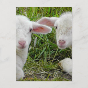 Carte Postale Agneau Twin Baby Animal Penser De Vous