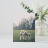 Carte Postale Agneaux (Debout devant)