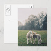 Carte Postale Agneaux (Devant / Derrière)