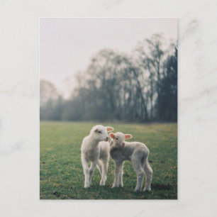 Carte Postale Agneaux