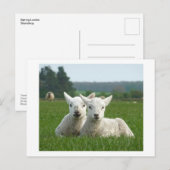 Carte Postale Agneaux de printemps (Devant / Derrière)