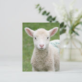 Carte Postale Agneaux de printemps (Debout devant)