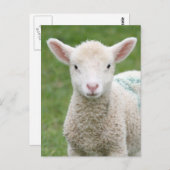 Carte Postale Agneaux de printemps (Devant / Derrière)