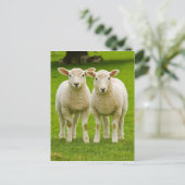 Carte Postale agneaux jumeaux (Debout devant)