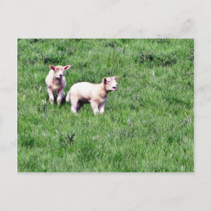 Carte Postale Agneaux Moutons