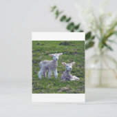 Carte Postale Agneaux néo-zélandais (Debout devant)