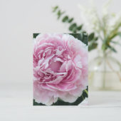 Carte Postale Agréable Peony rose Perky Photo (Debout devant)