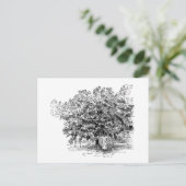 Carte Postale Agriculteur de mangue (Debout devant)