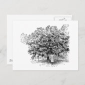 Carte Postale Agriculteur de mangue (Devant / Derrière)