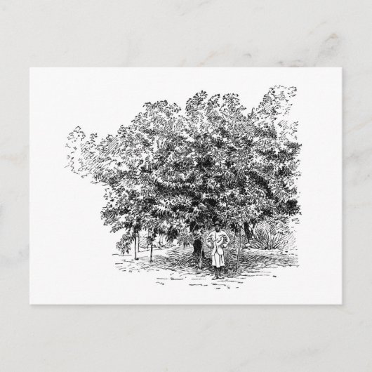 Carte Postale Agriculteur de mangue (Devant)