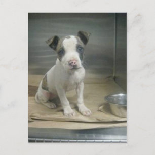 Carte Postale Ai-je l'air méchant pour vous?