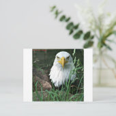 Carte Postale aigle (Debout devant)