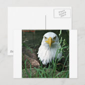 Carte Postale aigle (Devant / Derrière)