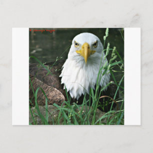 Carte Postale aigle