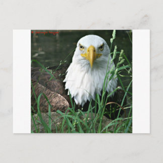 Carte Postale aigle