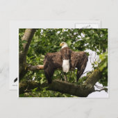 Carte Postale Aigle (Devant / Derrière)