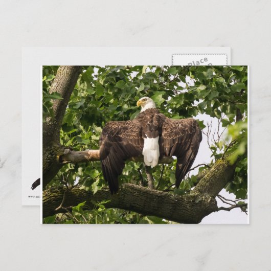 Carte Postale Aigle (Devant / Derrière)