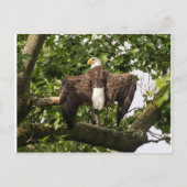 Carte Postale Aigle (Devant)