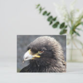 CARTE POSTALE AIGLE (Debout devant)